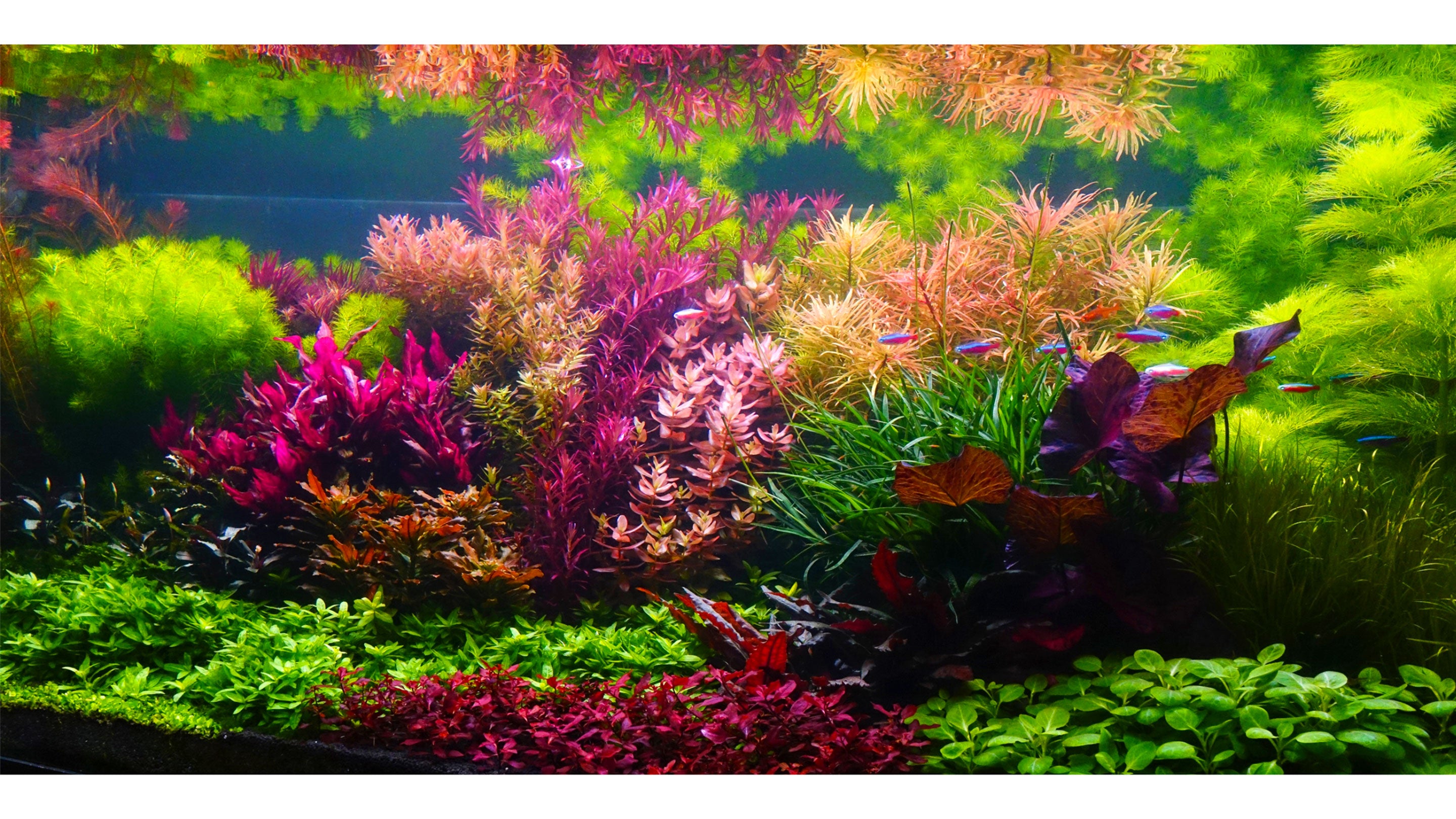 Buy Aquarium Plants Galore Live Java Moss at Ubuy Nepal