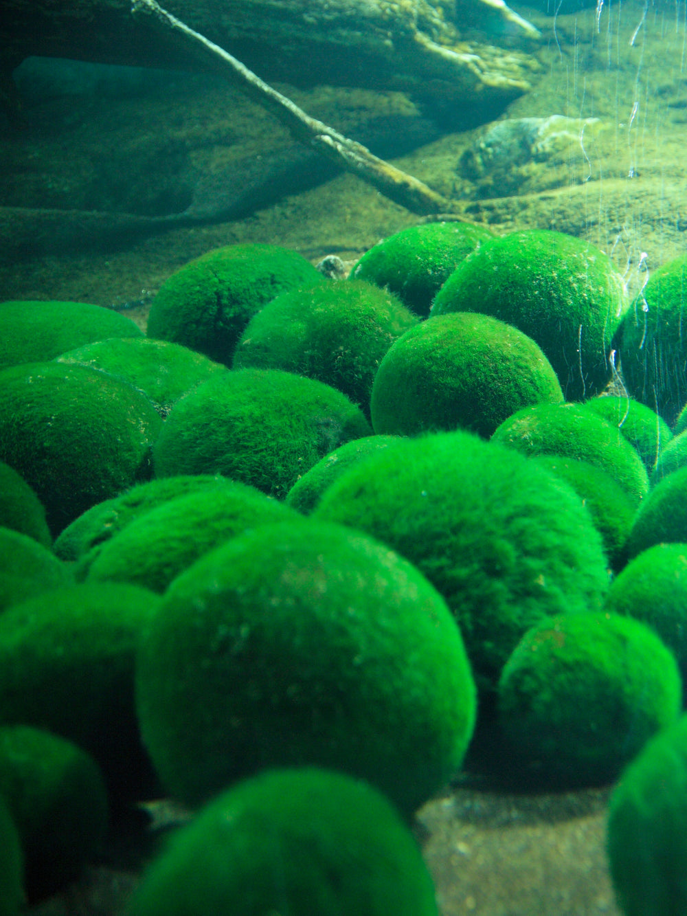 Aegagropila linnaei (Marimo Moss Ball)