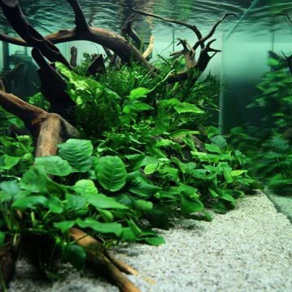 Anubias Barteri Broad Leaf