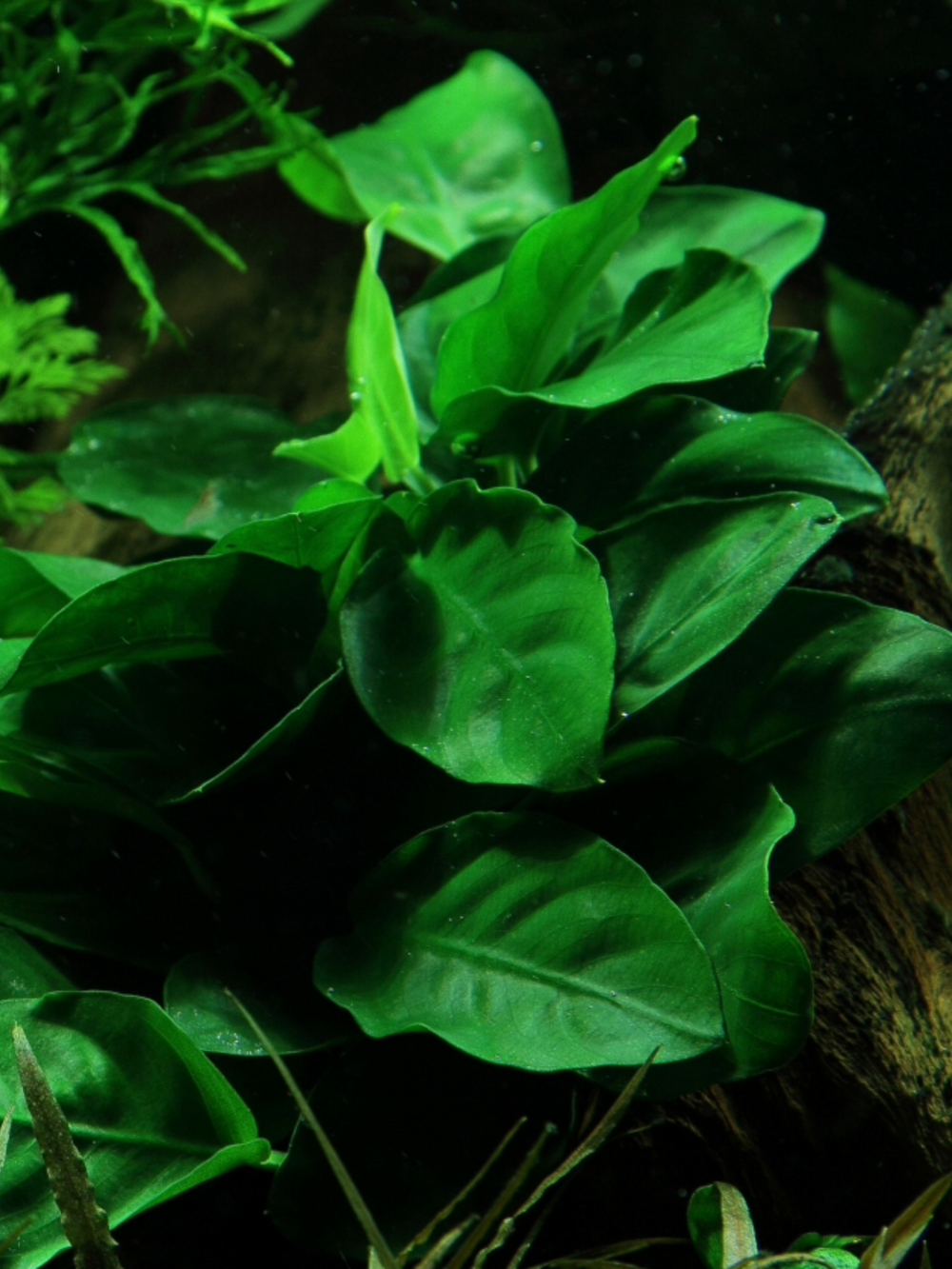 Anubias Barteri Var. Nana (Bonsai)