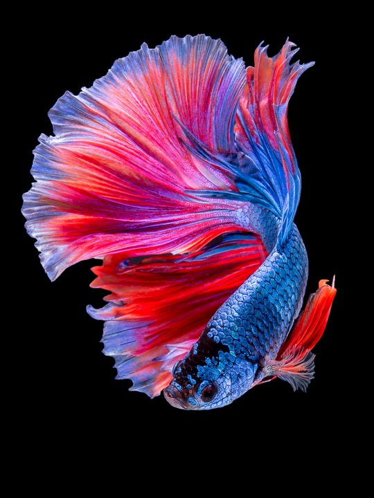 Assorted Male Betta