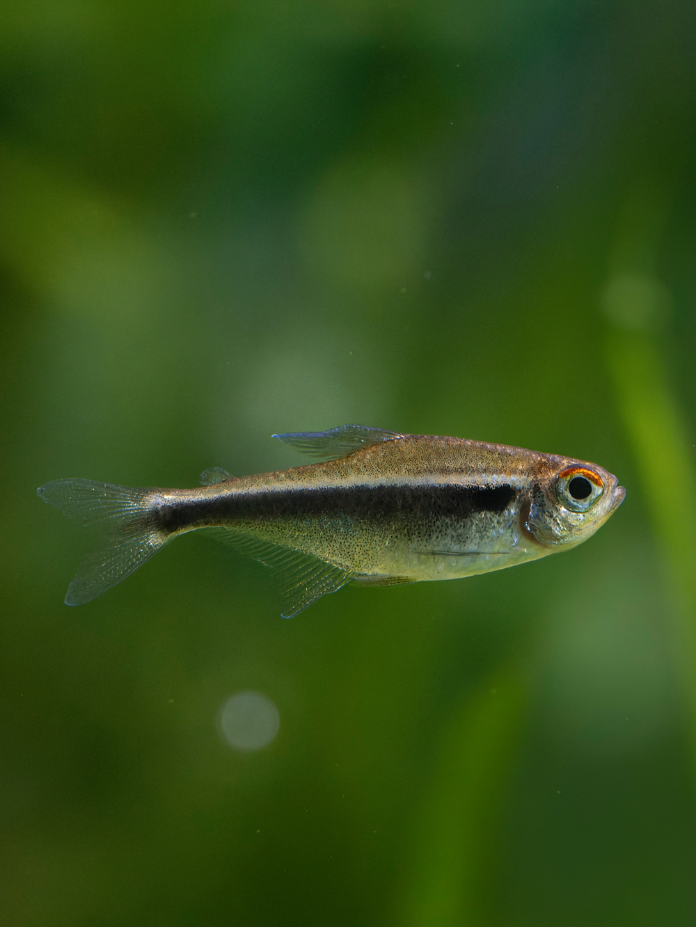 Black Neon Tetra