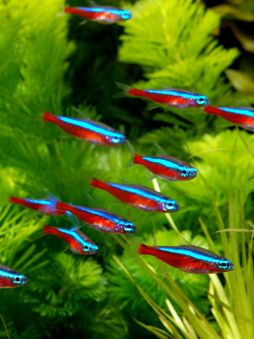 Cardinal Tetra