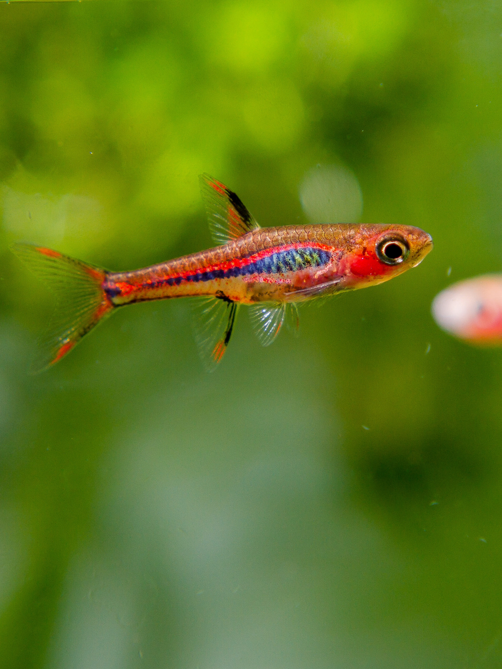 Chilli Rasbora