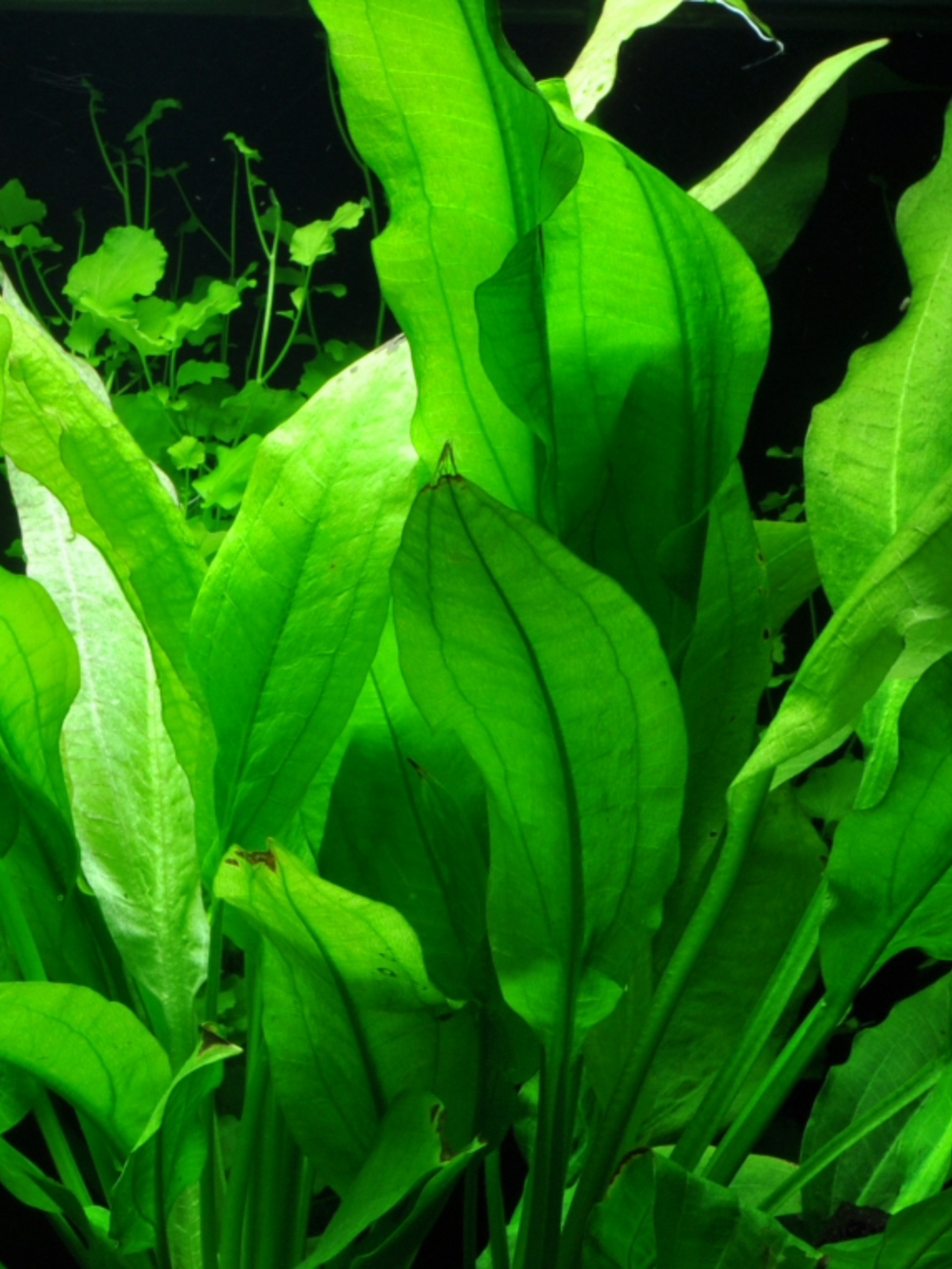 Echinodorus Grisebachii 'Bleherae' (Amazon Sword)