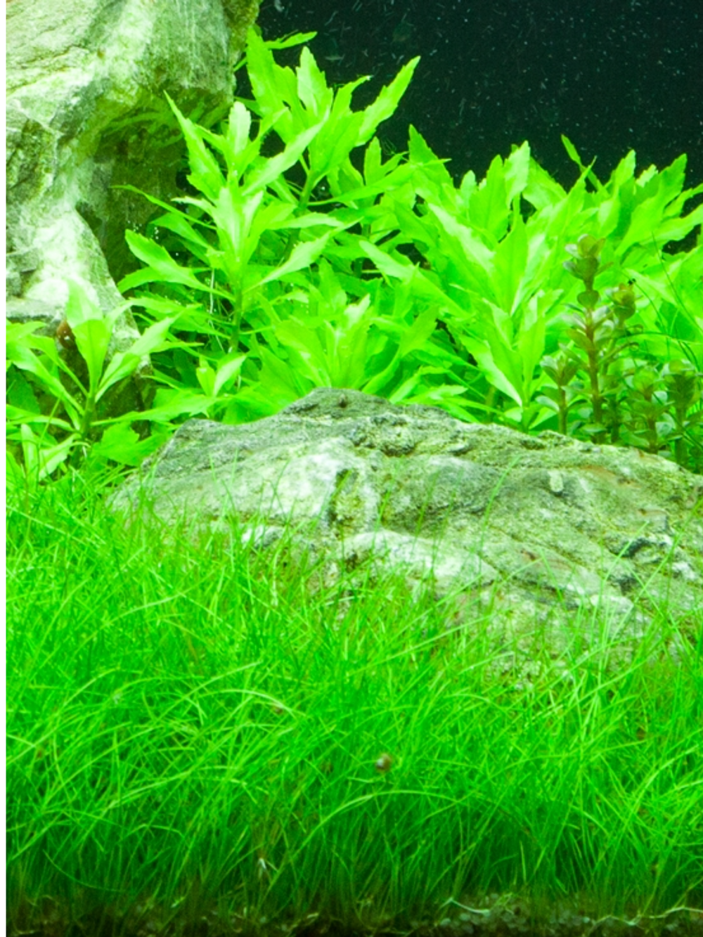 Eleocharis Sp. 'Mini'