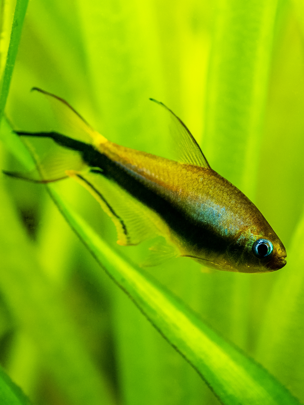 Emperor Tetra