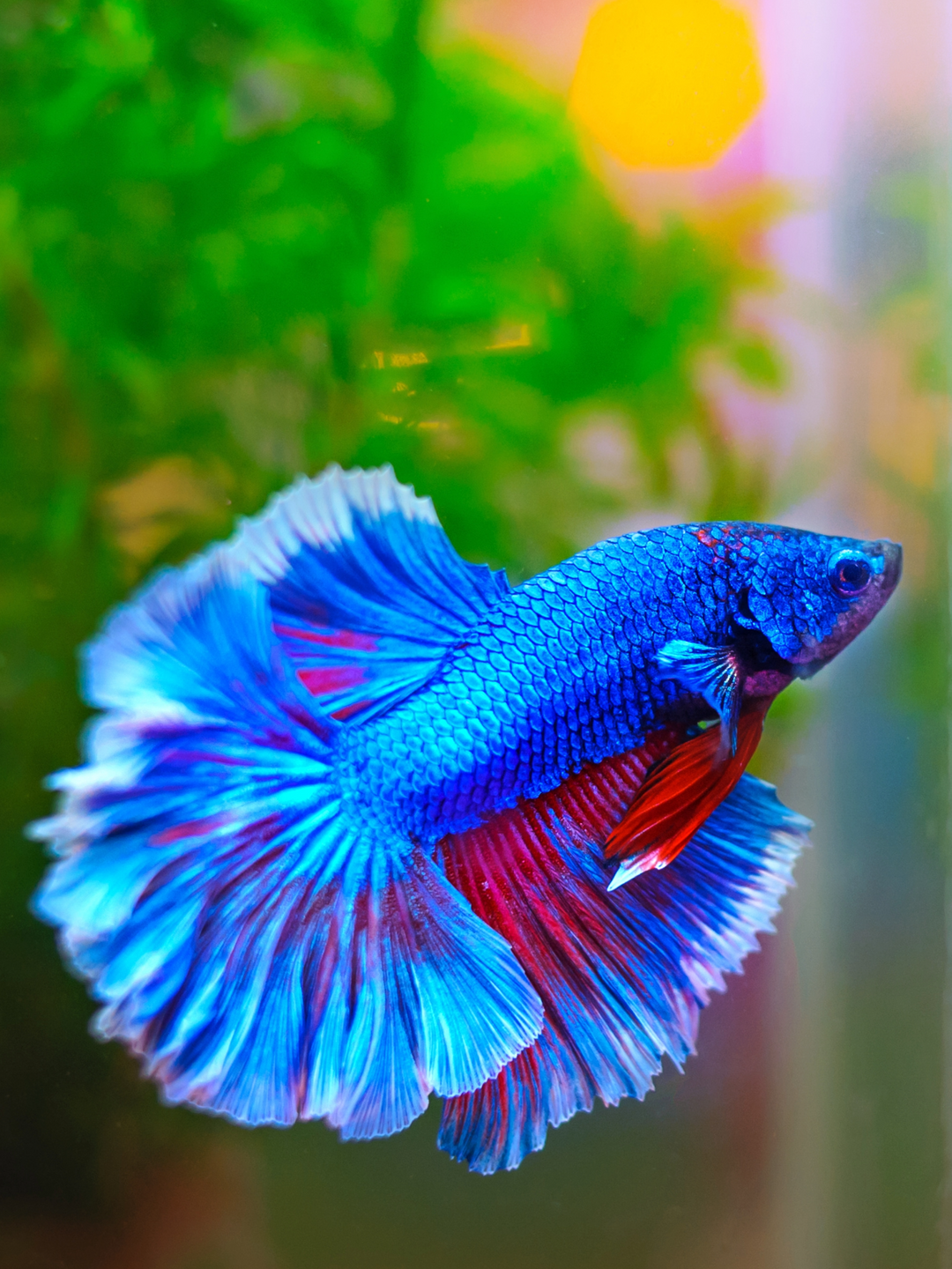 Assorted Male Betta