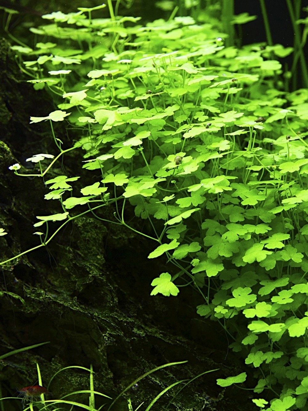 Hydrocotyle Tripartita