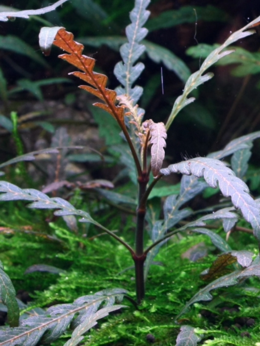 Hygrophila Pinnatifida