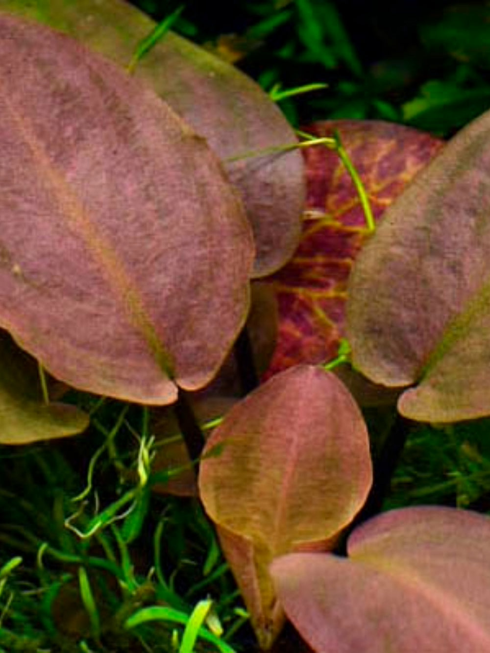 Lagenandra Meeboldii 'Red' Round