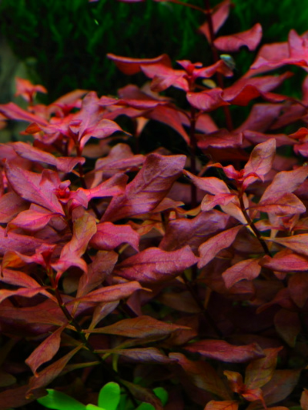 Ludwigia palustris 'Super Red'