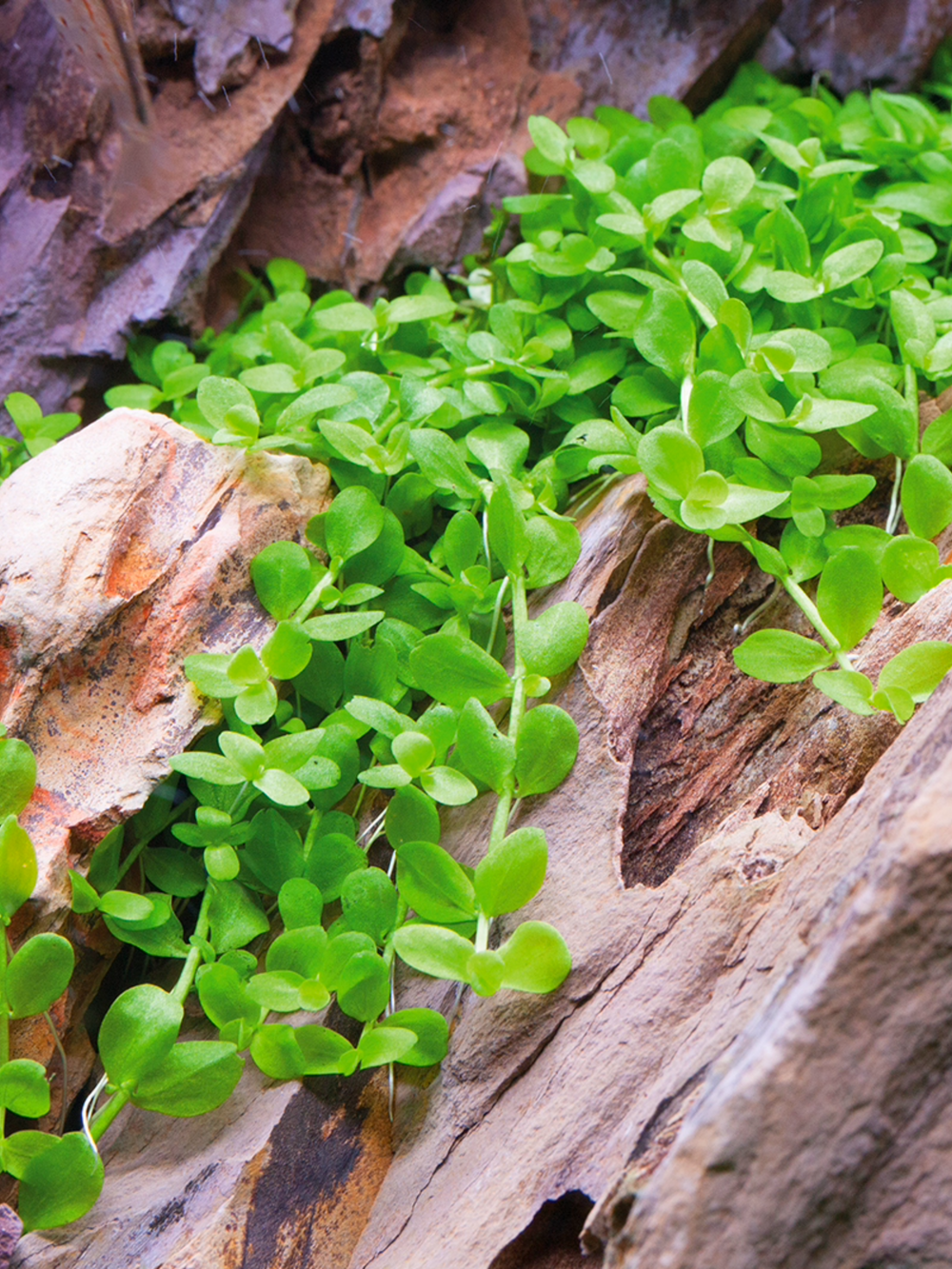 Micranthemum Umbrosum Monte Carlo
