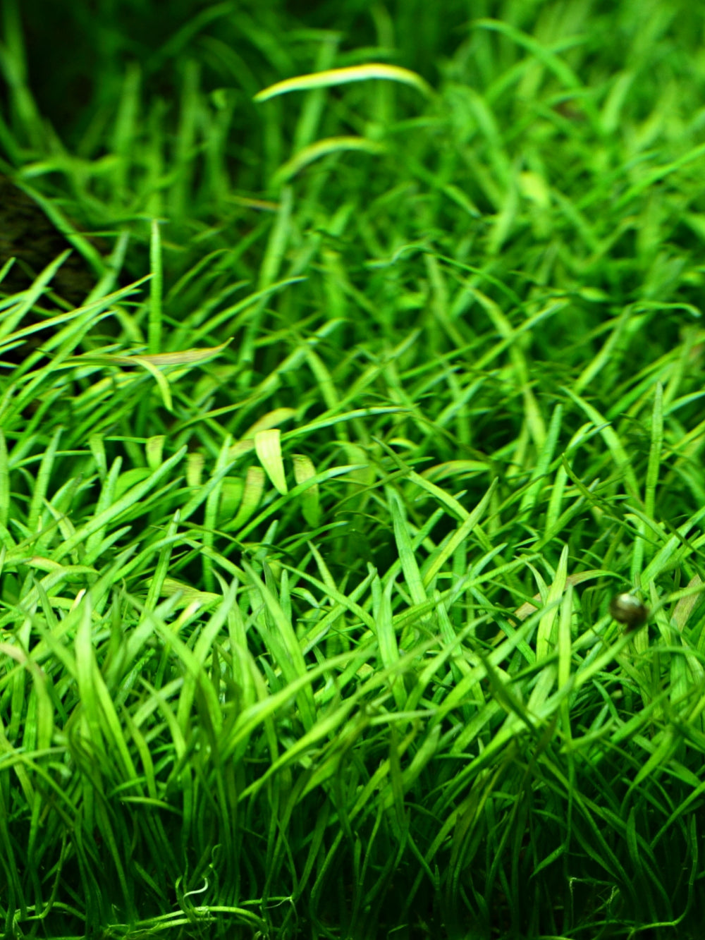 Lilaeopsis Novaezelandiae / Micro Sword