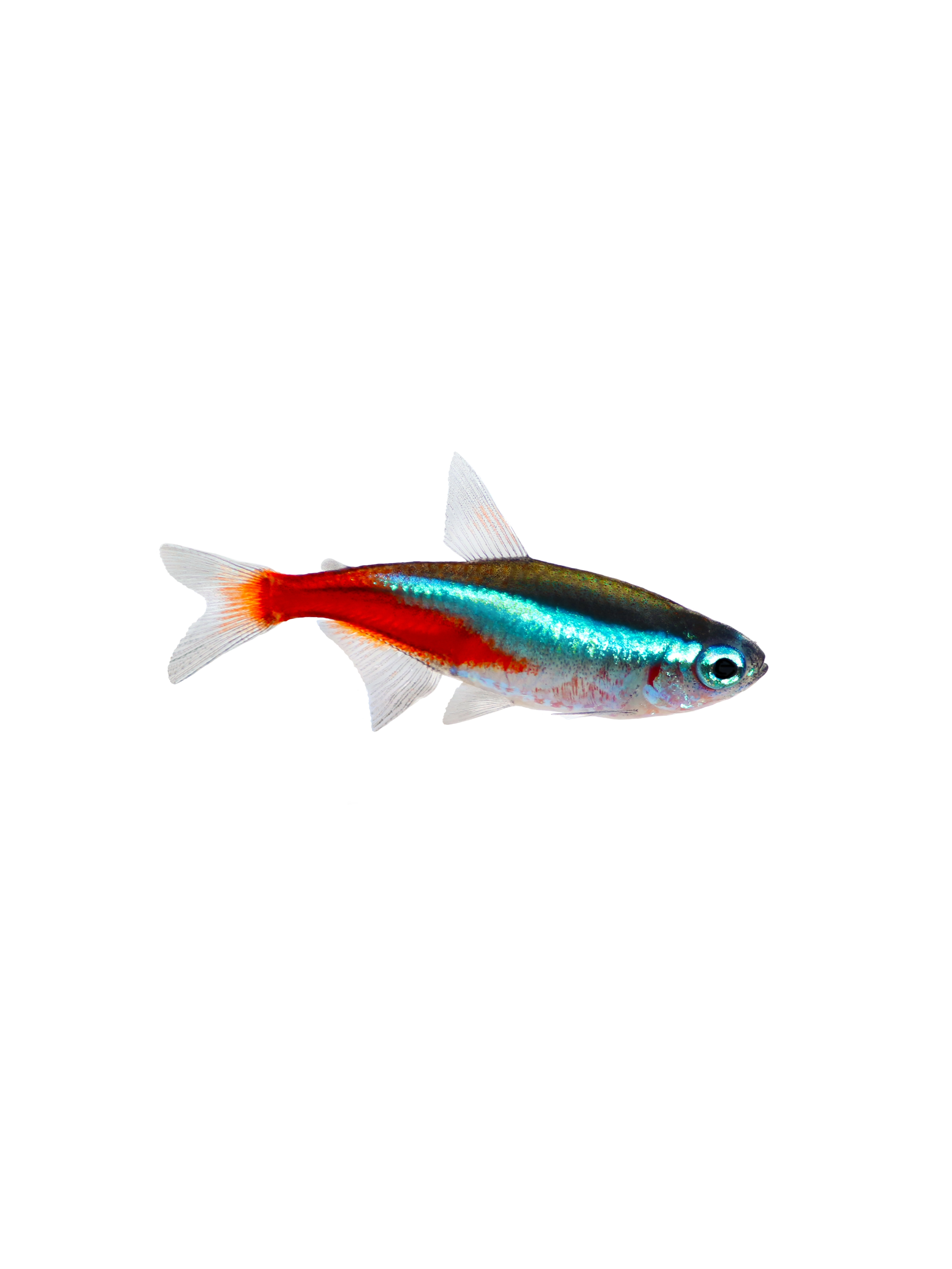 Cost of neon tetra fish hotsell