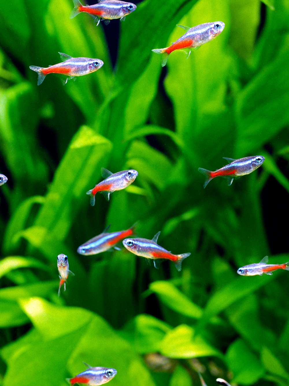 Neon Tetra