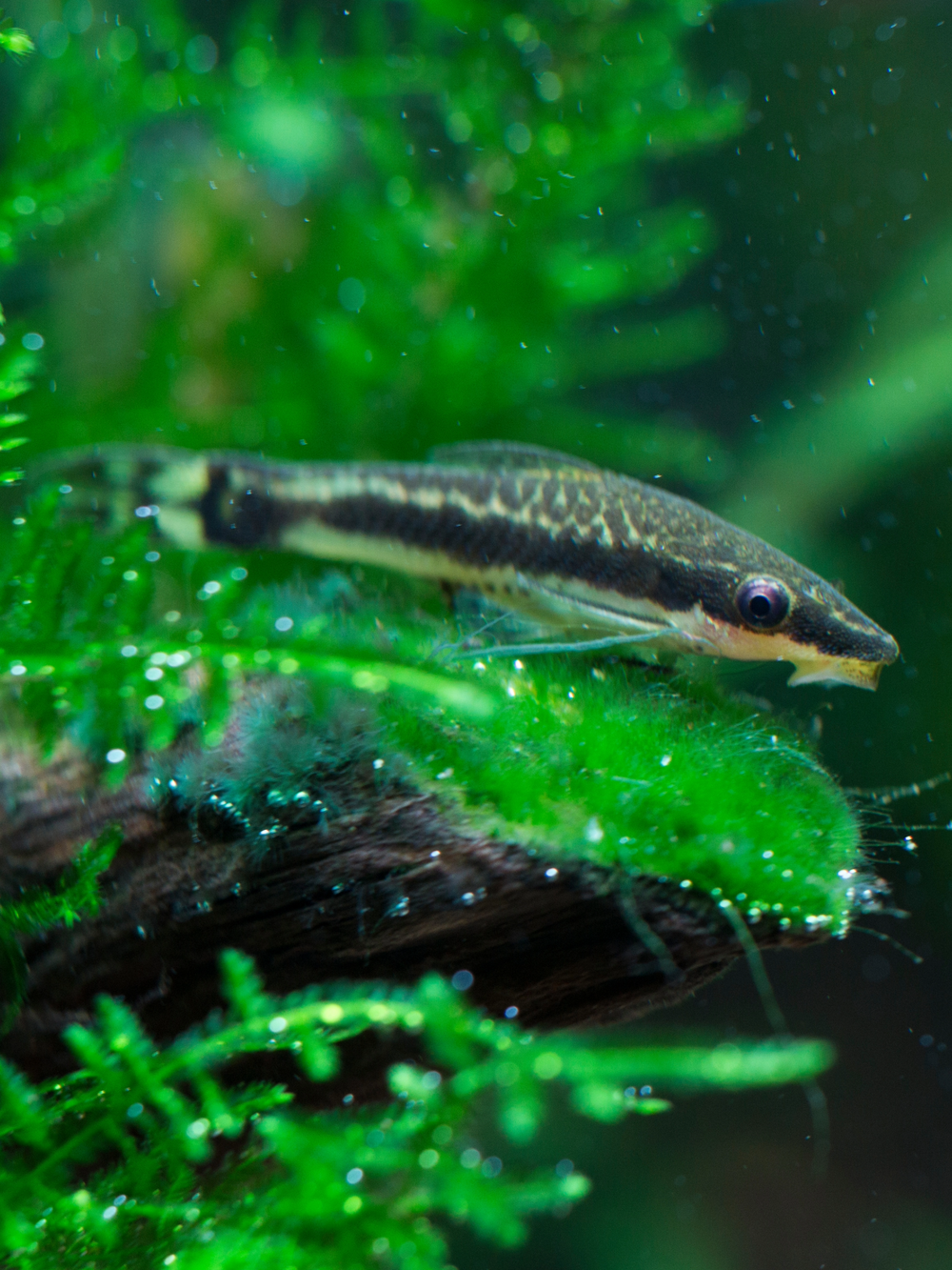 Otocinclus Catfish