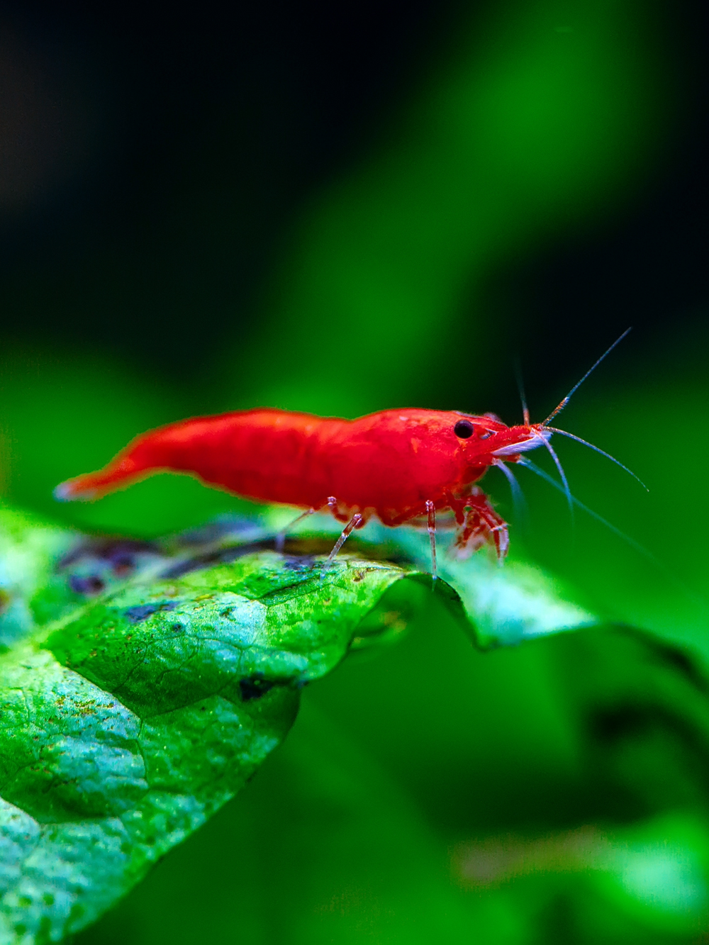 Red Fire Shrimp