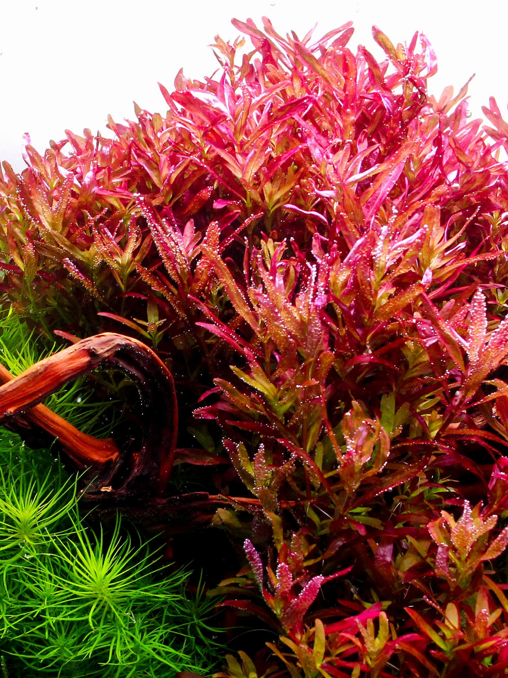 Rotala Blood Red
