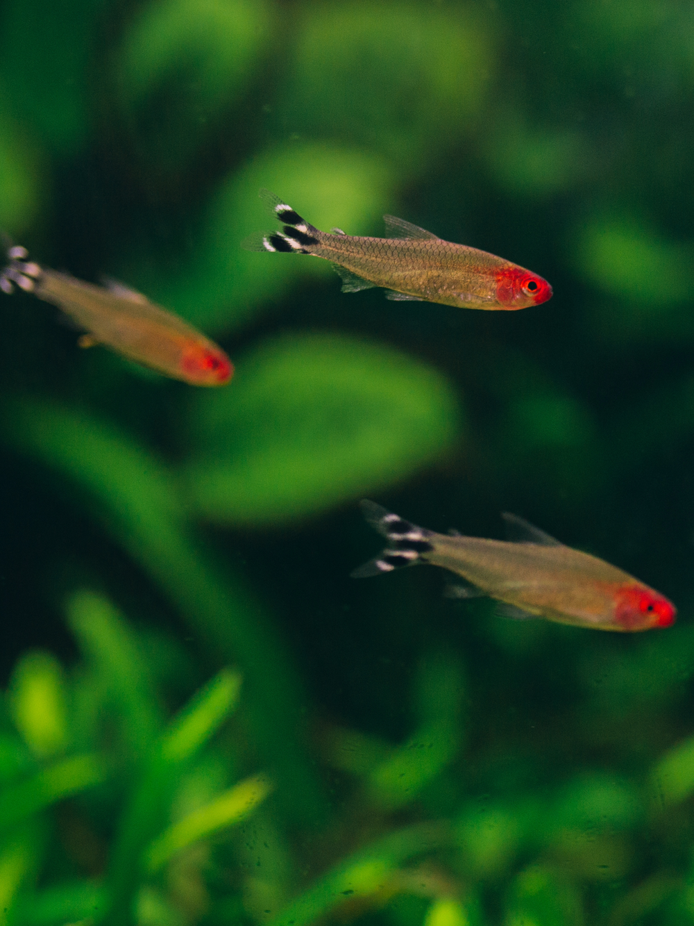 Rummy Nose Tetra