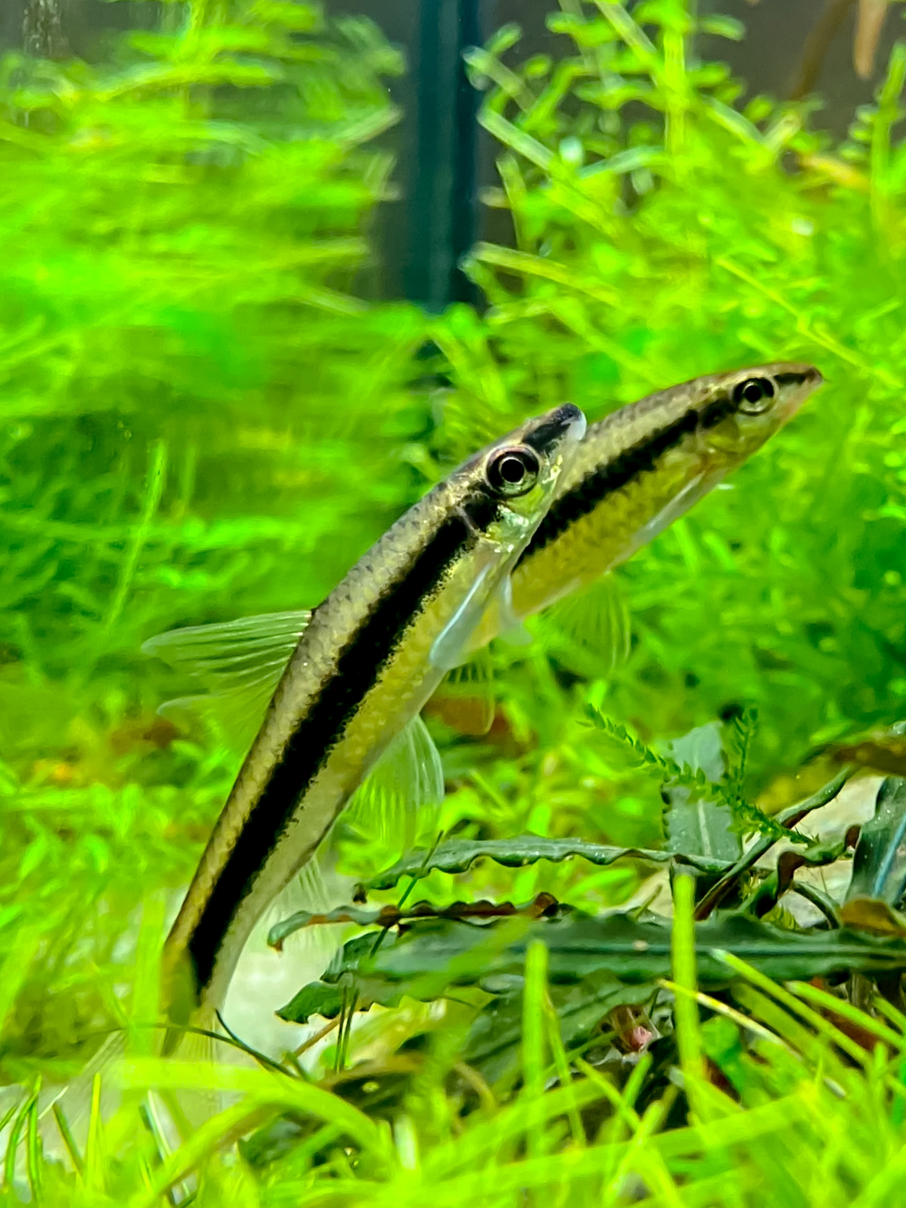 Siamese Algae Eater