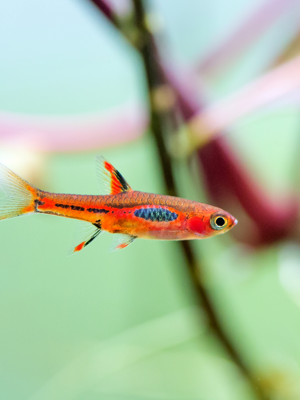 Strawberry Rasbora
