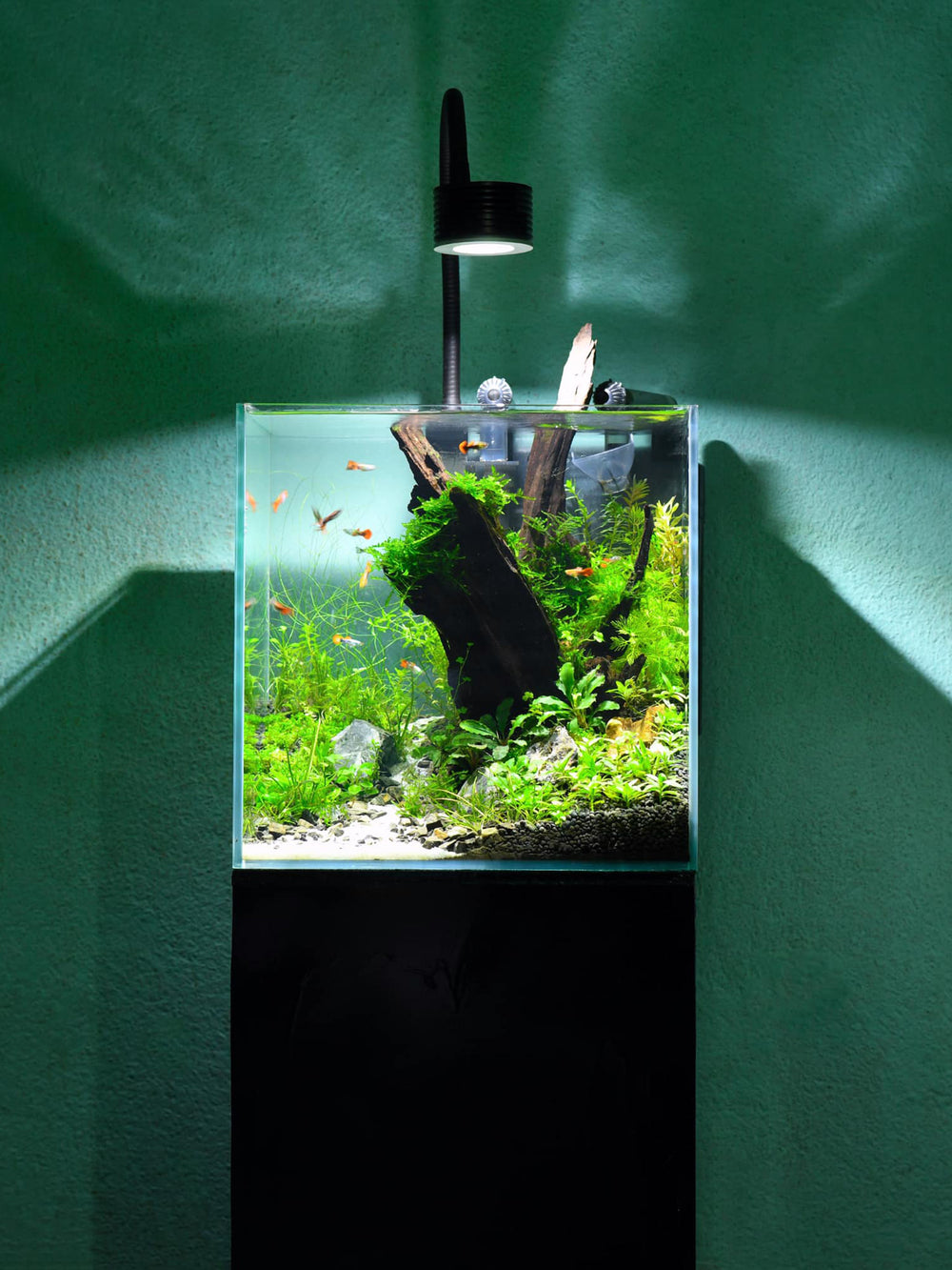 Buy aquarium in Nepal 