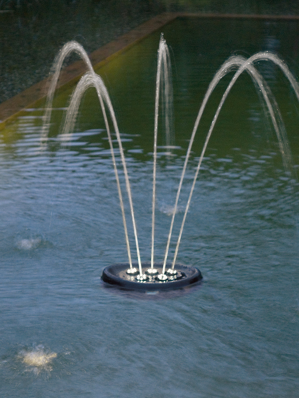 Water Starlet - nepalaquastudio