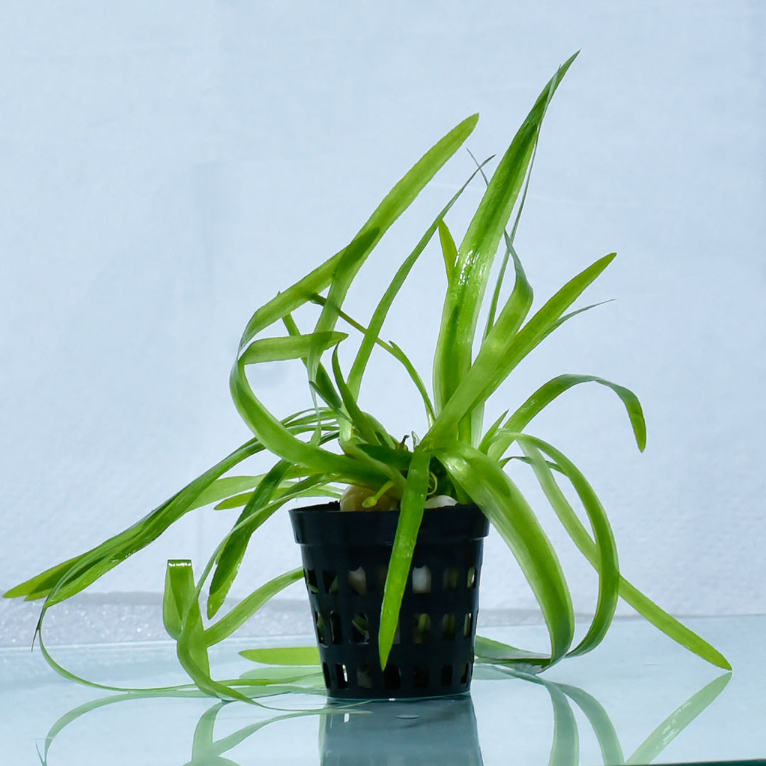 Vallisneria Spiralis (Jungle Val) - nepalaquastudio