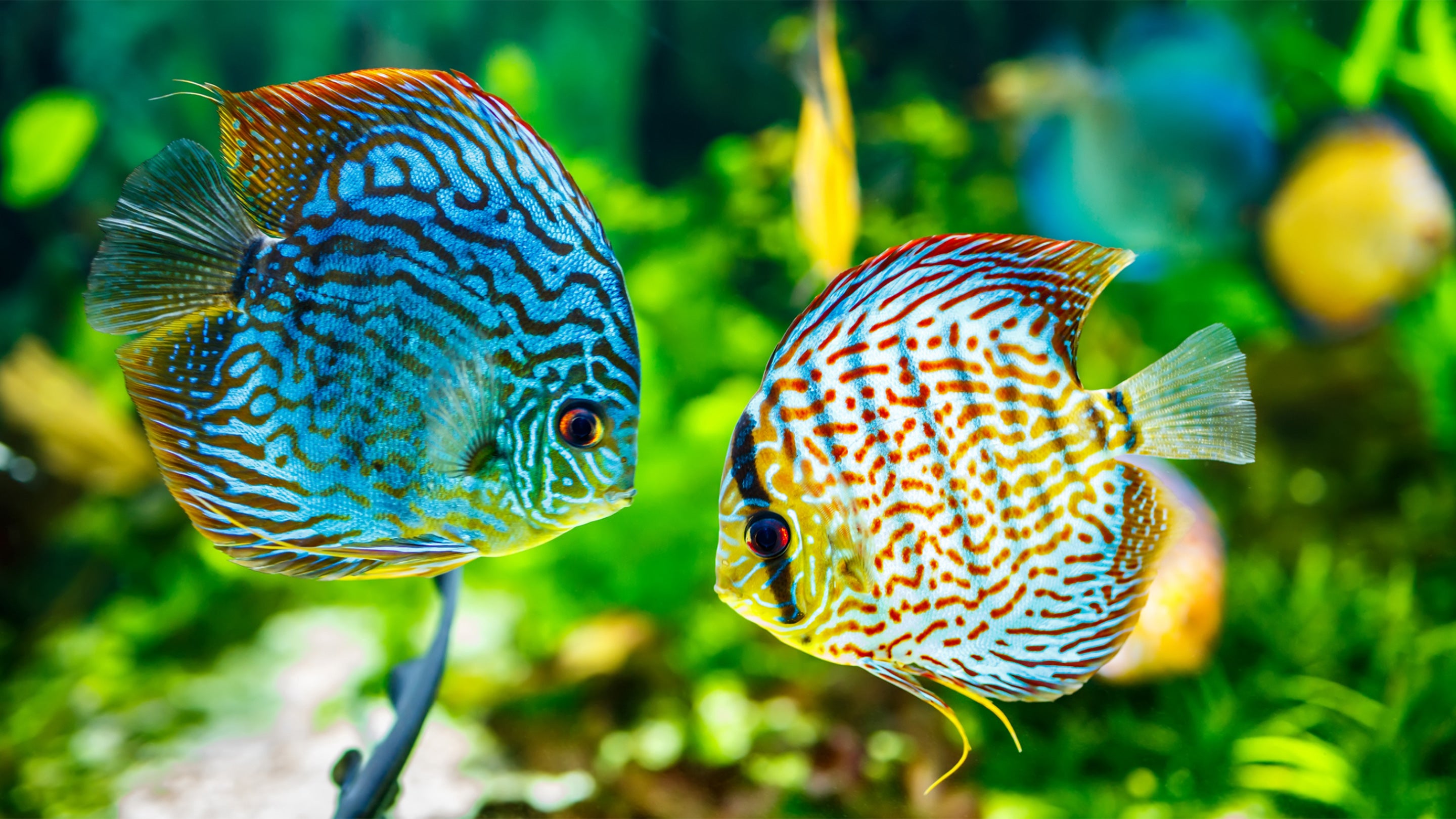 Buy Healthy Aquarium Fishes Online - Nepal Aqua Studio – Nepal Aqua Studio