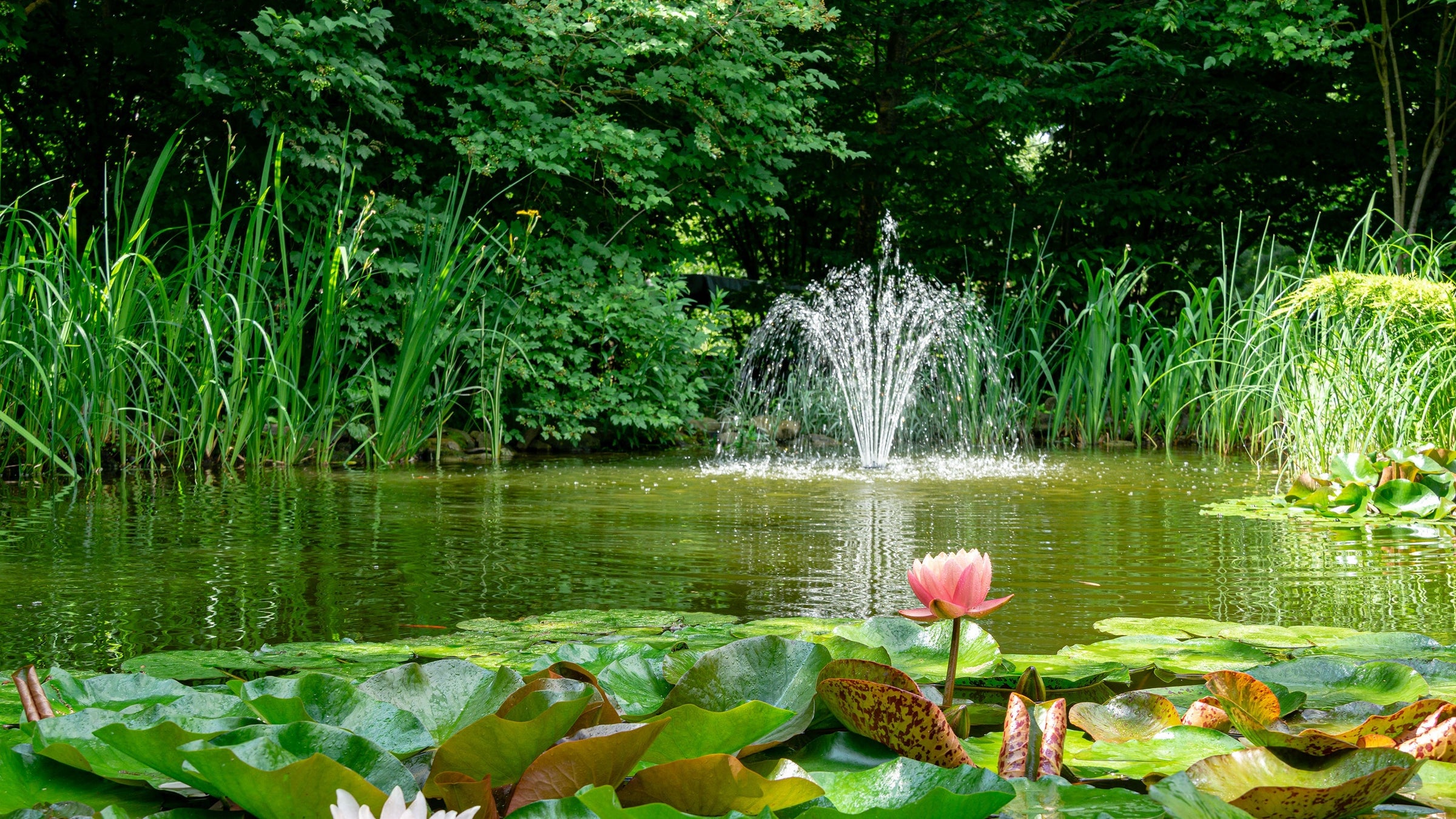 Water fountains in the koi pond or water garden - OASE fountains