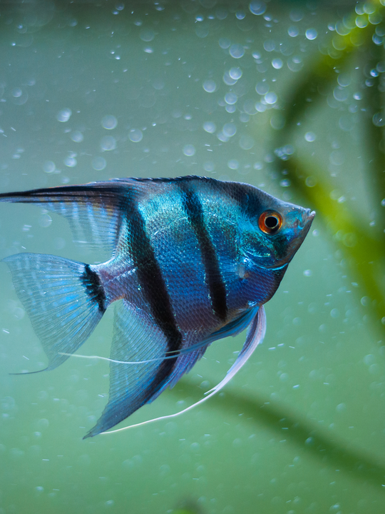 Assorted Angel Fish (Mixed) – Nepal Aqua Studio