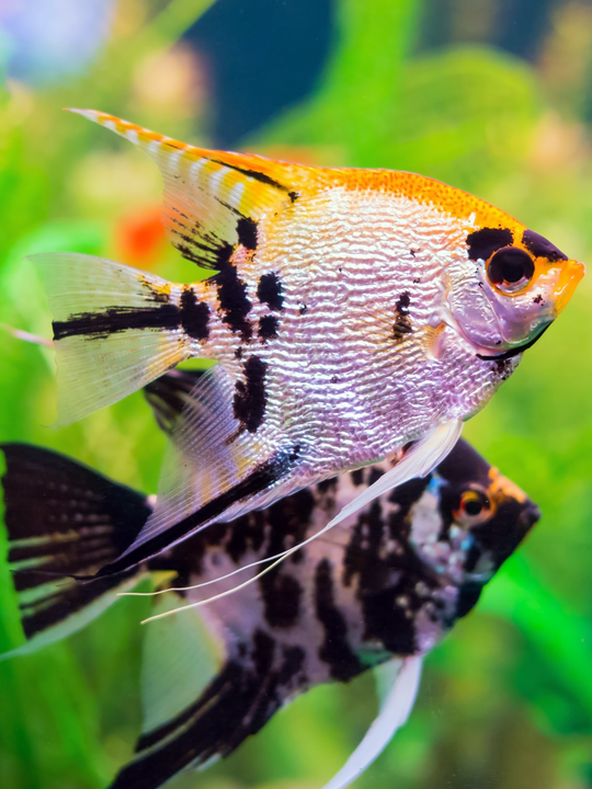 Assorted Angel Fish (Mixed) – Nepal Aqua Studio