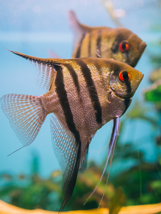 Assorted Angel Fish (Mixed) – Nepal Aqua Studio