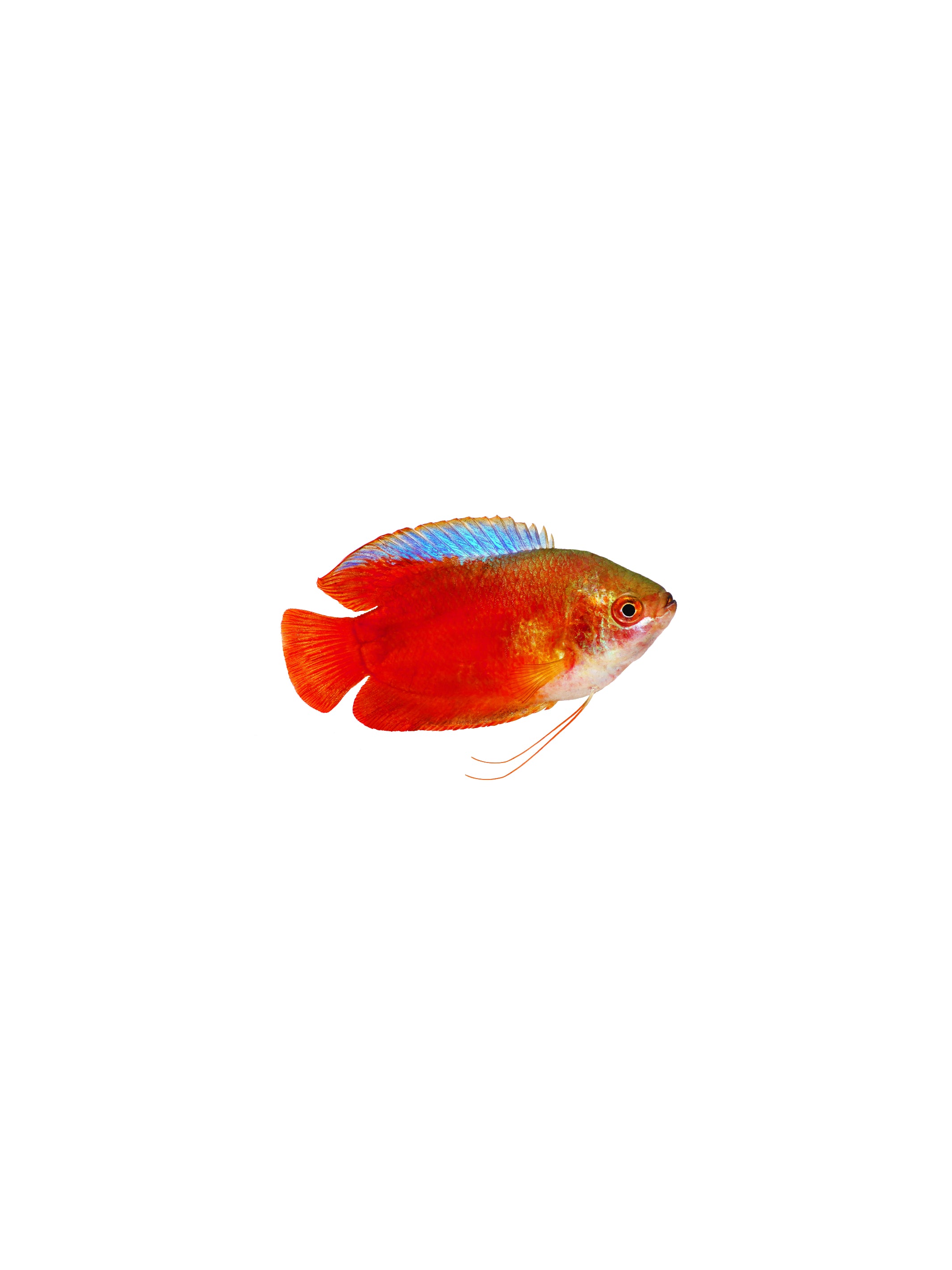 Blood Red Dwarf Gourami – Nepal Aqua Studio