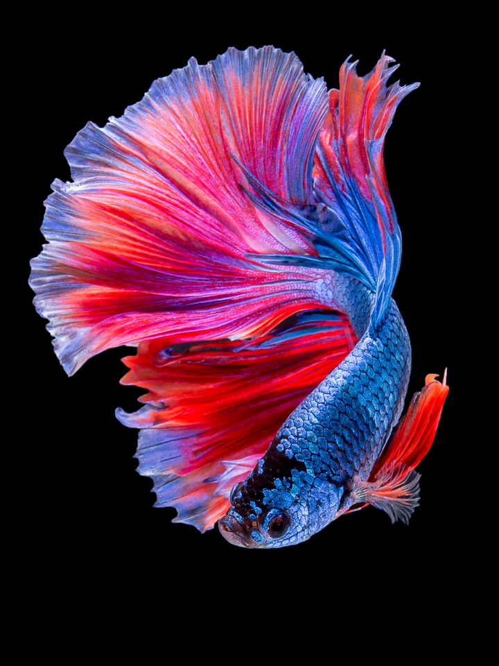 Assorted Male Betta – Nepal Aqua Studio