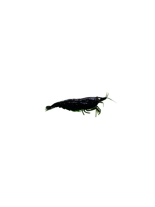 Black Shrimp