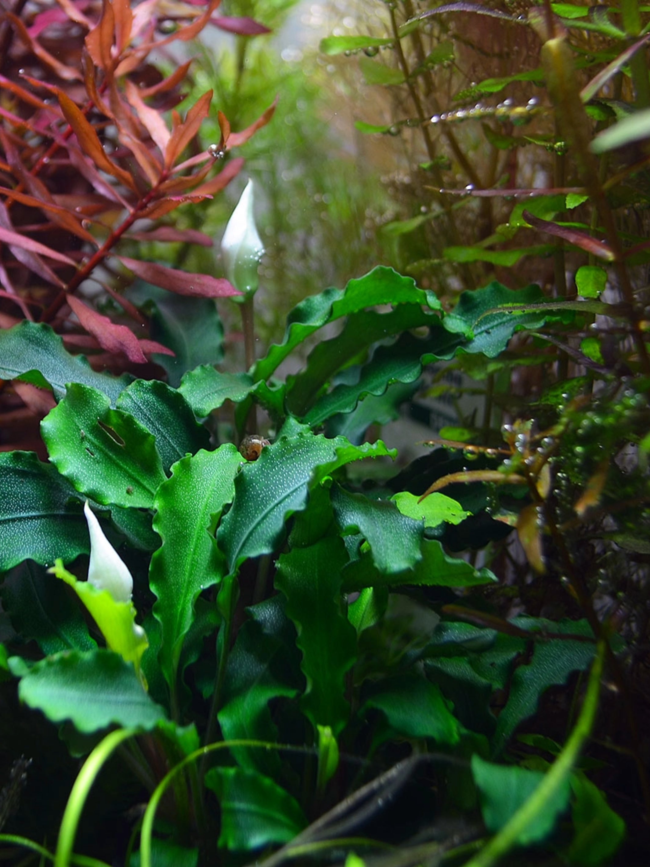 水草育成 Bucephalandra sp.Varigata narrow type PV 水草育成 Bucephalandra sp.Varigata PV 水草育成 Bucephalandra