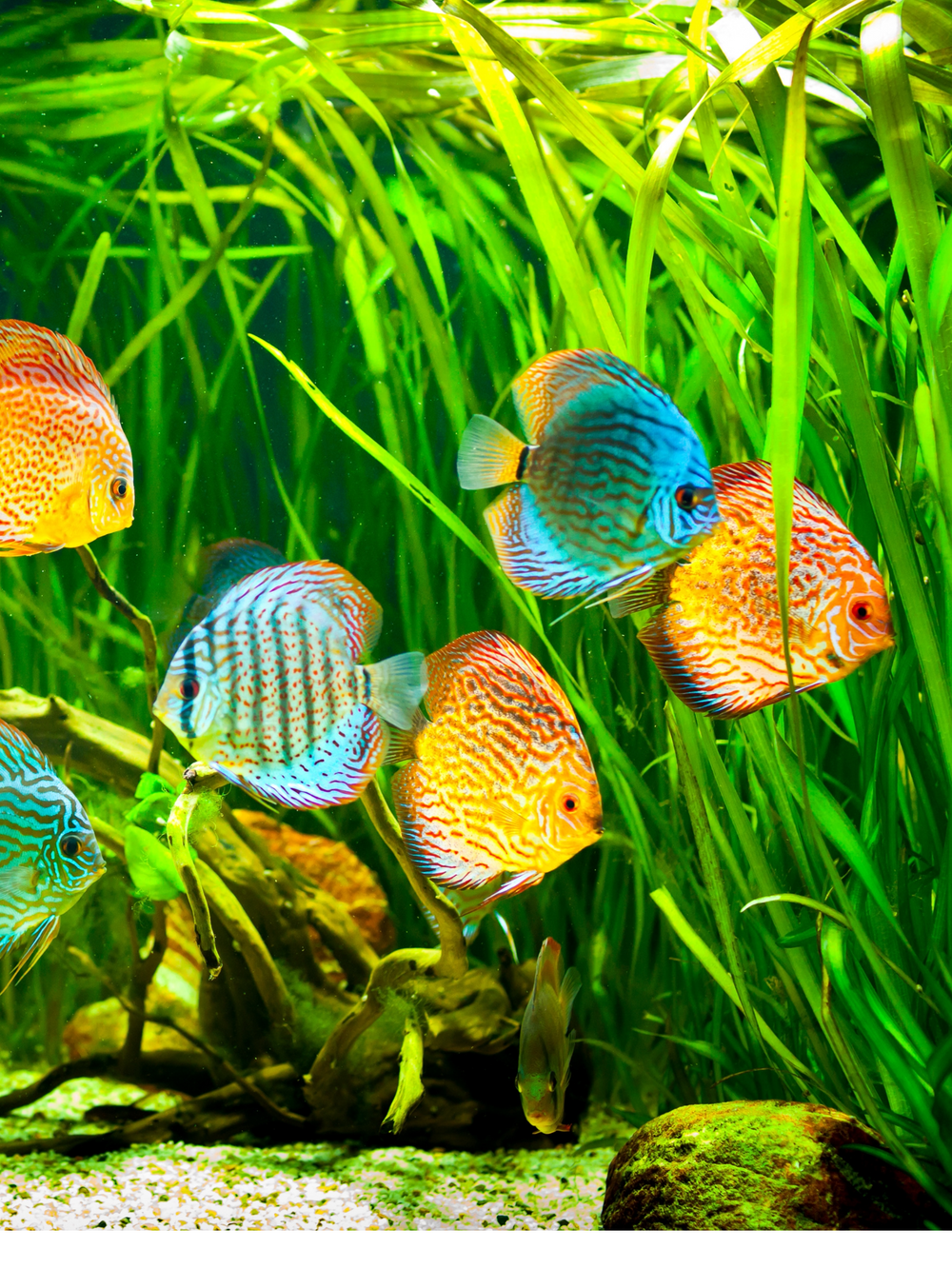 Thailand Assorted Discus Mixed Fancy Colors
