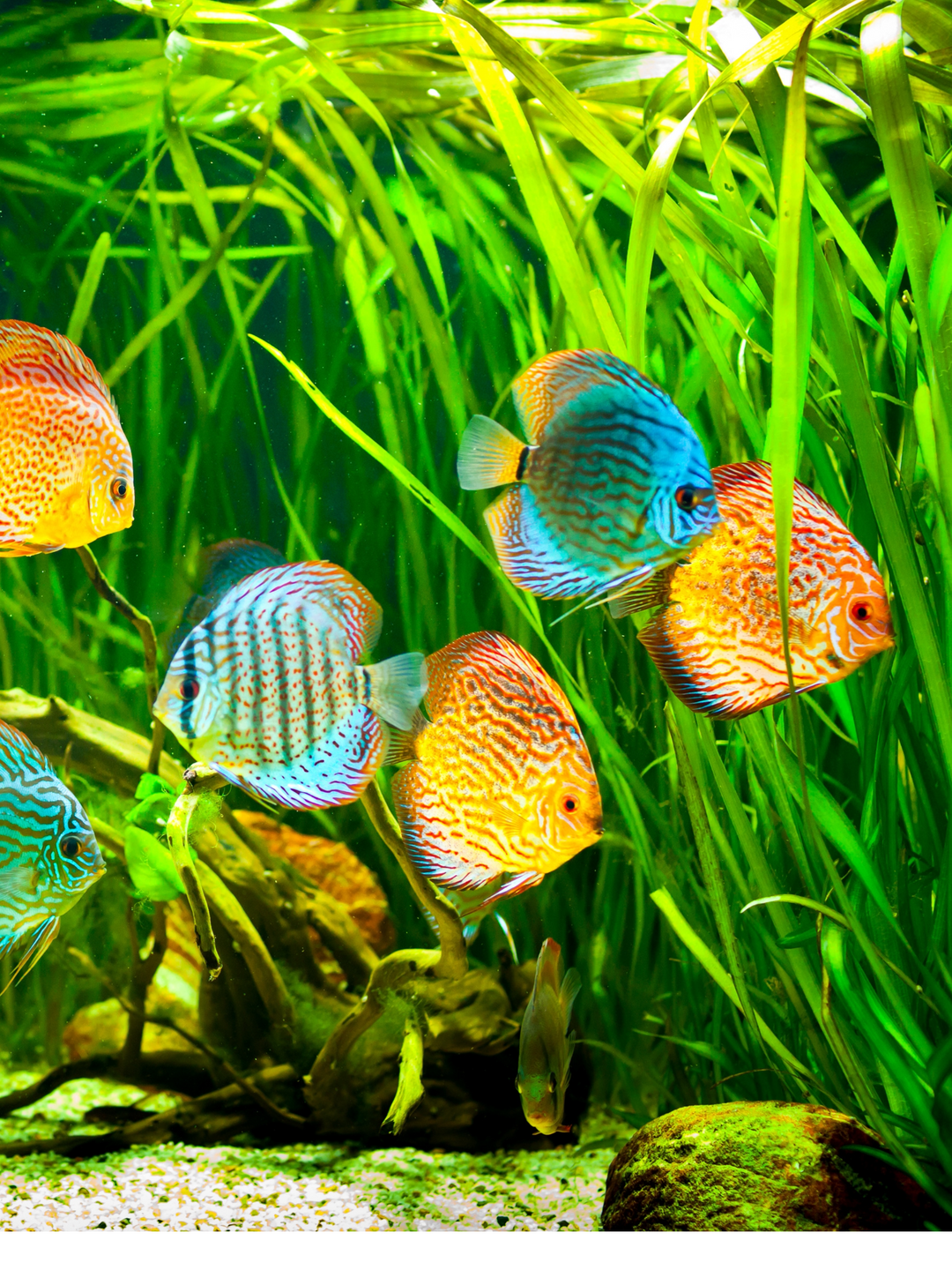 Thailand Assorted Discus Mixed Fancy Colors – Nepal Aqua Studio