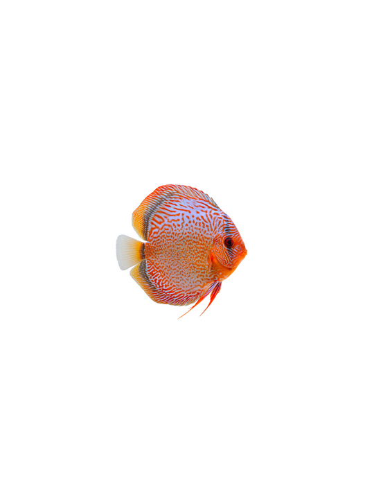 Discus Multicolor Thailand Assorted Discus Mixed Fancy Colors – Nepal Aqua Studio