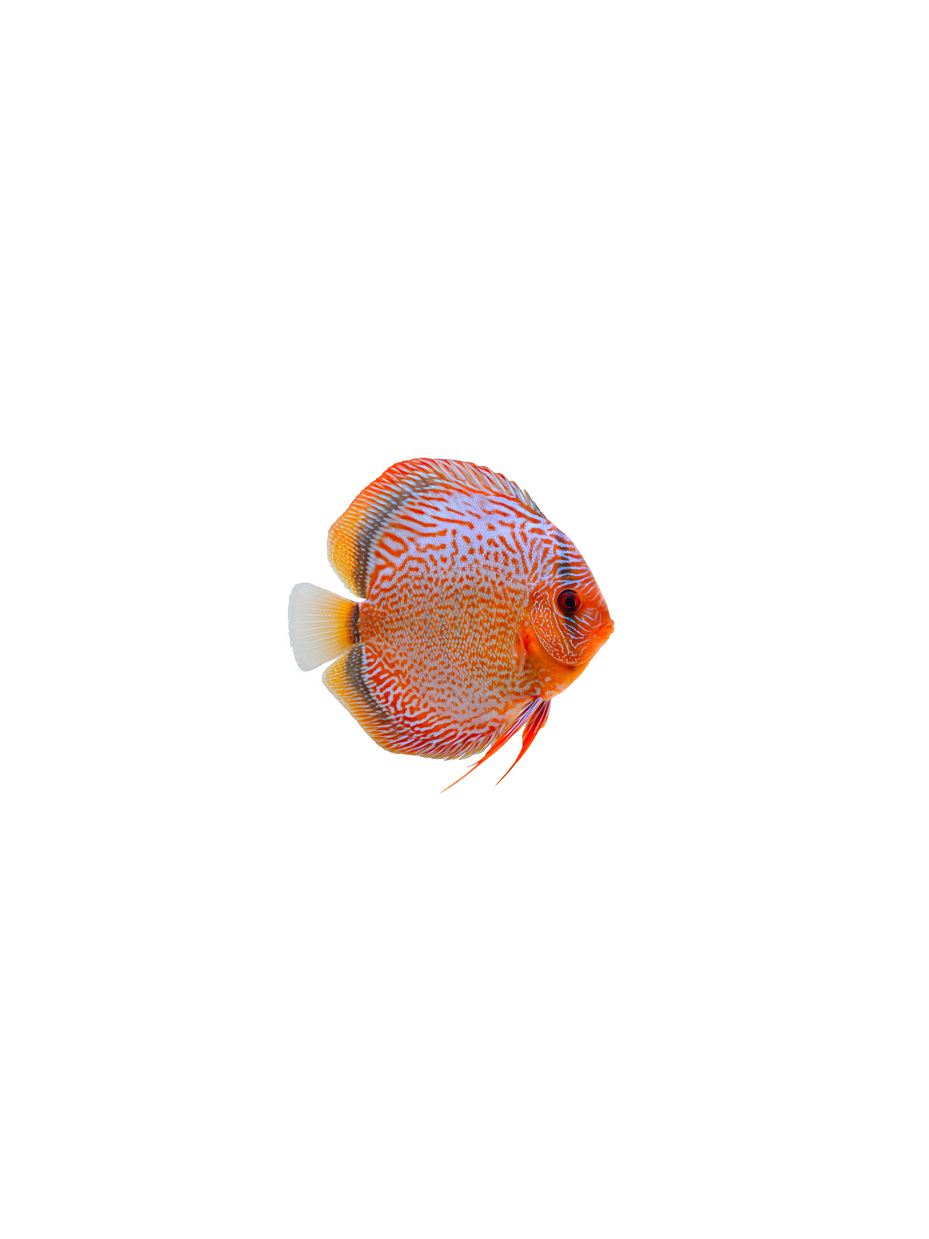 Thailand Assorted Discus Mixed Fancy Colors – Nepal Aqua Studio