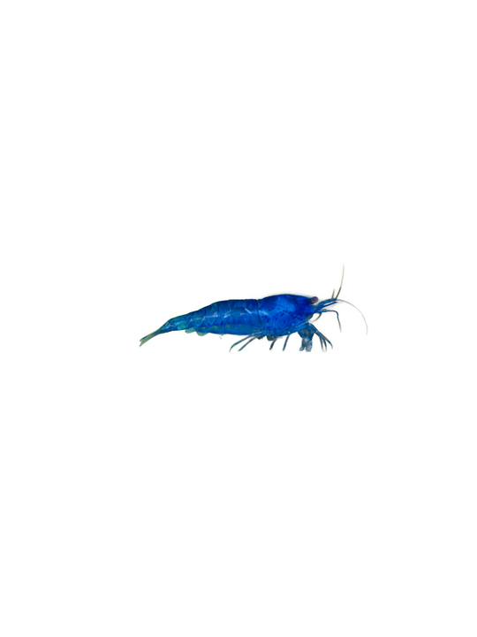 Dream Blue Shrimp