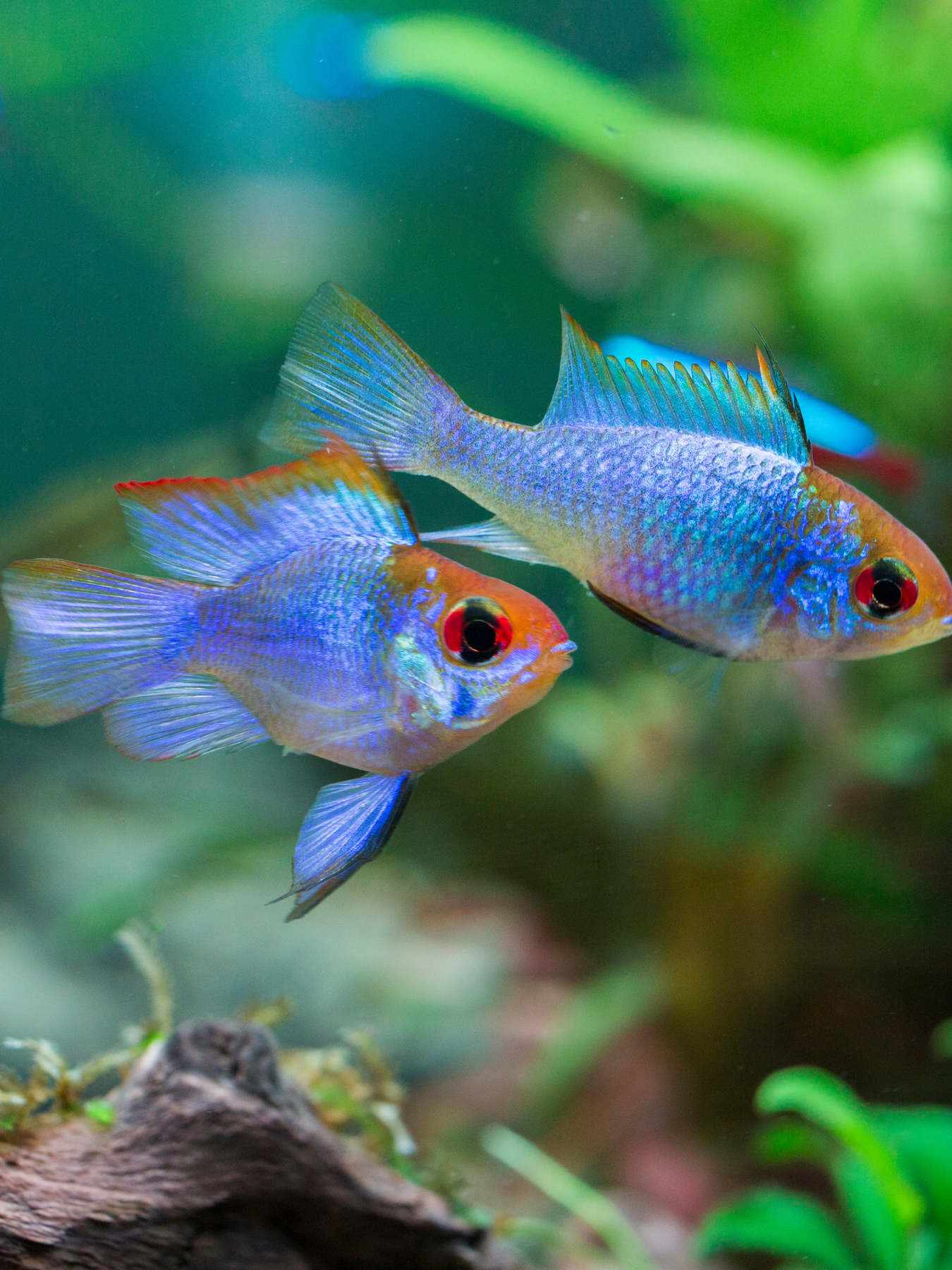 Electric Blue Rwm Electric Blue Ram – Nepal Aqua Studio