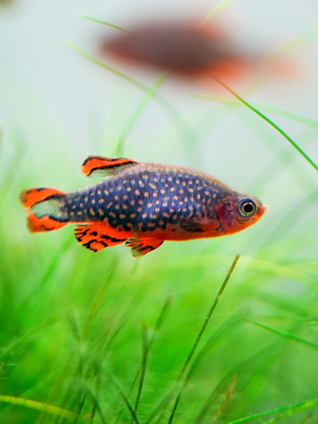 Galaxy Rasbor Galaxy Rasbora – Nepal Aqua Studio