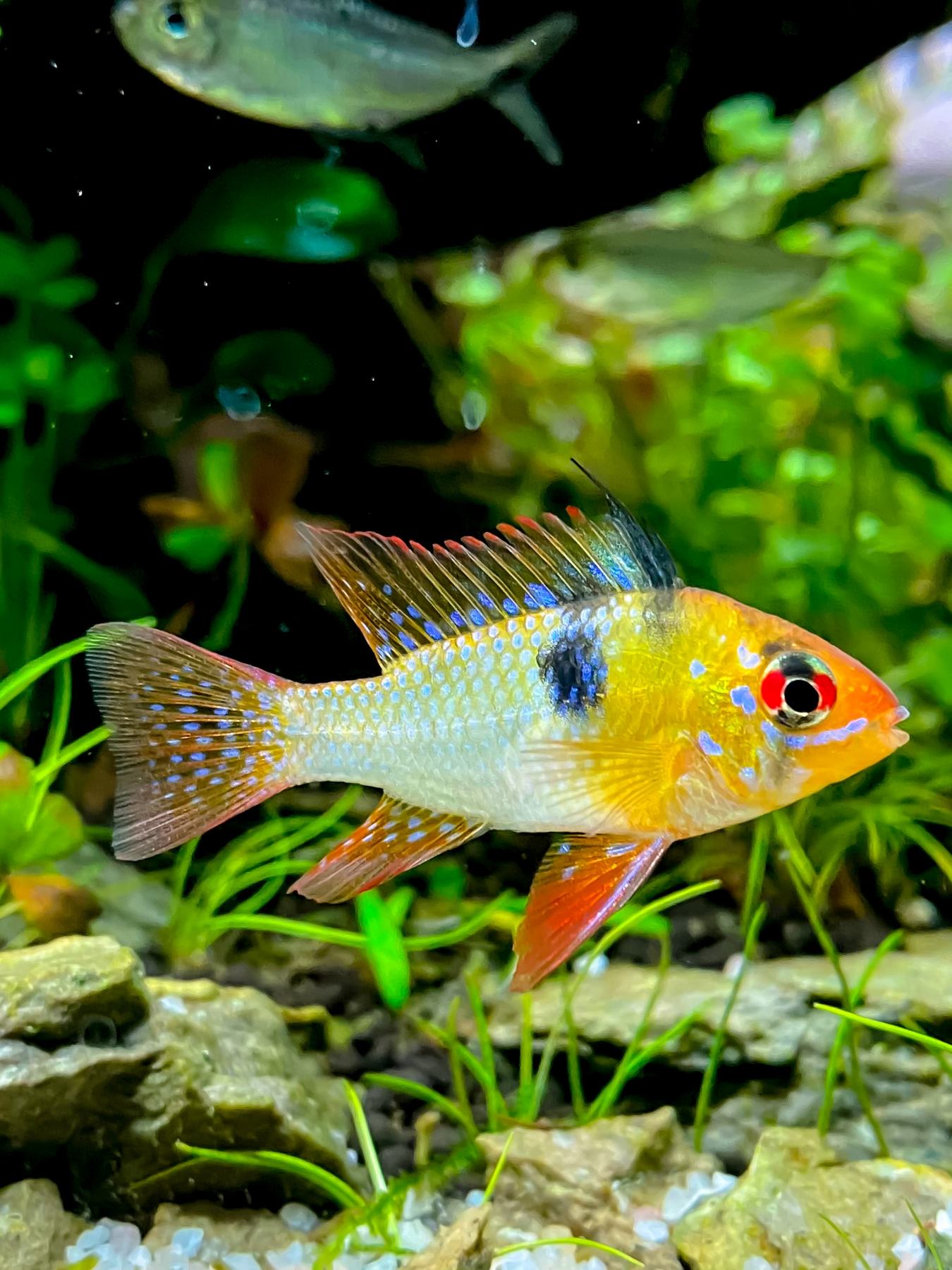 German Blue Ram Nepal Aqua Studio german-blue-ram-nepal-aqua-studio