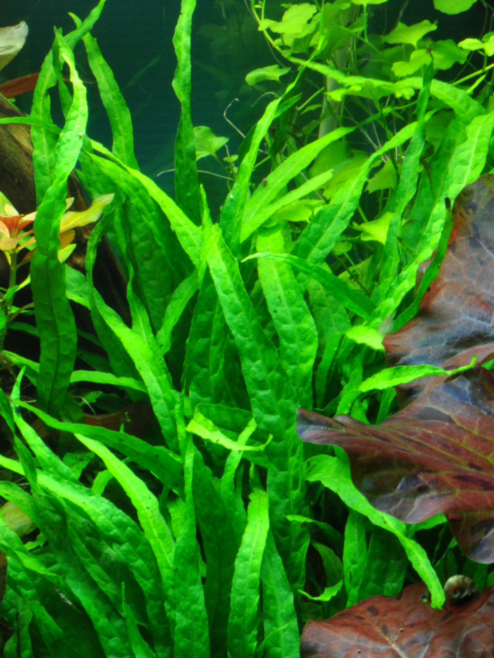 Buy Aquarium Plants Galore Live Java Moss at Ubuy Nepal