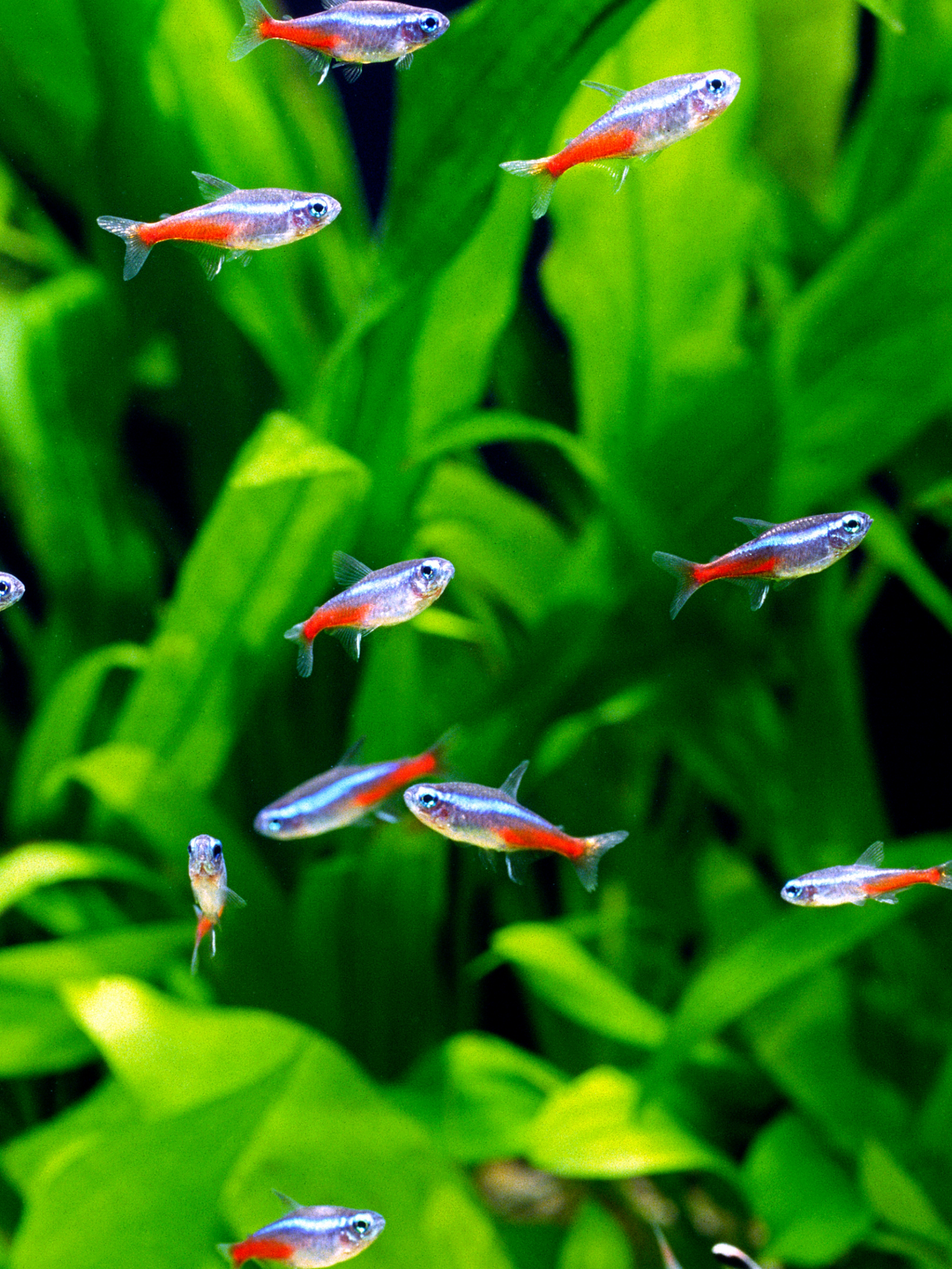 Neon online tetra price