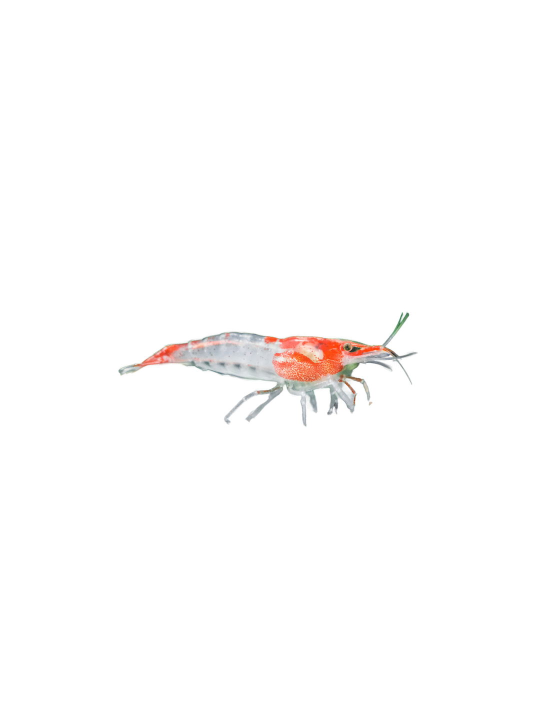 Red Rilli Shrimp