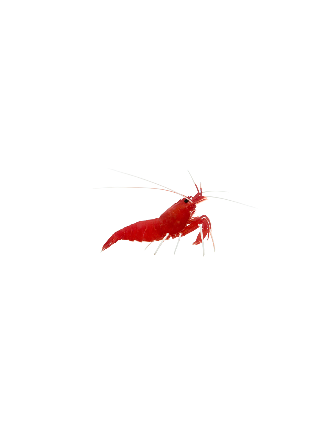 Red Fire Shrimp